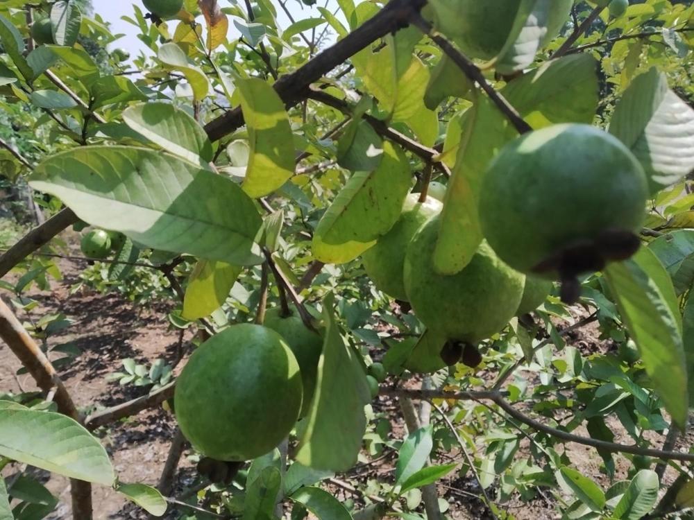 Pratik Mango Farm House Villa Revadanda Eksteriør billede